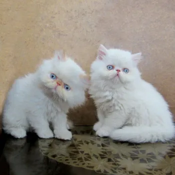 فروش بچه گربه های نر پرشین سفید فلت با چشمهای آبی