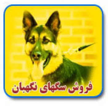 فروش سگهای نگهبان میکس و اصیل با قیمت مناسب