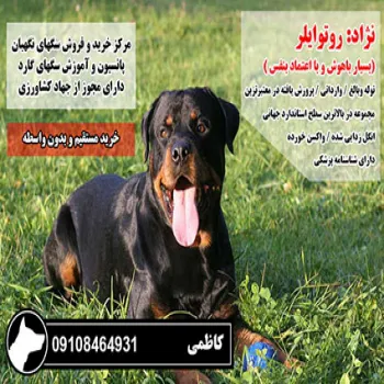 فروش انواع سگ نگهبان و سگ پلیس 09108464931