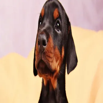 فروش توله سگ دوبرمن لپ آویزون (پدر مادر دار اصیل)