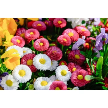 فروش انواع بذر گل خارجی هیبرید f1 و ایرانی