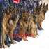 سگ -سگ نگهبان-سگ ژرمن-هاسکی در رویال پت