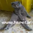 پیش فروش گربه های scottish fold برای اولین بار در ایران