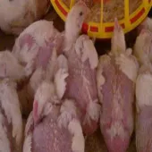 تولید مرغ بدون پر یا با پر بسیار کم  بدون دستکاری درژنتیک مرغ وبرای هر نژاد 