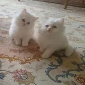 فروش گربه های پرشین سفید