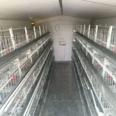 ميني سالن پرورش مرغ بومی تخمگذار 