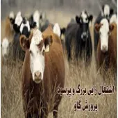 پکیج کامل آموزش پرورش گاو گوشتی و گاو شیری و تاسیس گاوداری