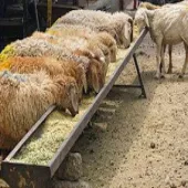 فروش گوسفند و گاو زنده و مرغ های محلی با ارزانترین قیمت