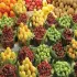 انواع میوه و محصولات باغی خریداریم: 09122285491