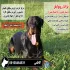 فروش سگ روتوایلر اصیل بدون واسطه 09108464931