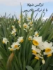 پیاز گل نرگس ایرانی و خارجی