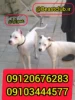 فروش توله و بالغ سگ داگو دوگو آرژنتینو، با ظاهری زیبا و کاملا اصیل