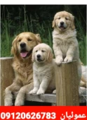 فروش سگ گلدن رتریور طلایی فوق العاده اصیل 