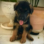 سگ ژرمن شپرد اصیل با خلق و خو فوق العاده برای فروش