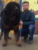 فروش سگ تبت ماستیف ۱۰ ماهه زیبا و قوی